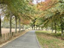 Maple Tree -driveway