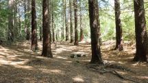 Redwoods Te Mata 