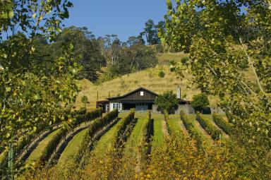 grapes, rows, sloping hill, building behind